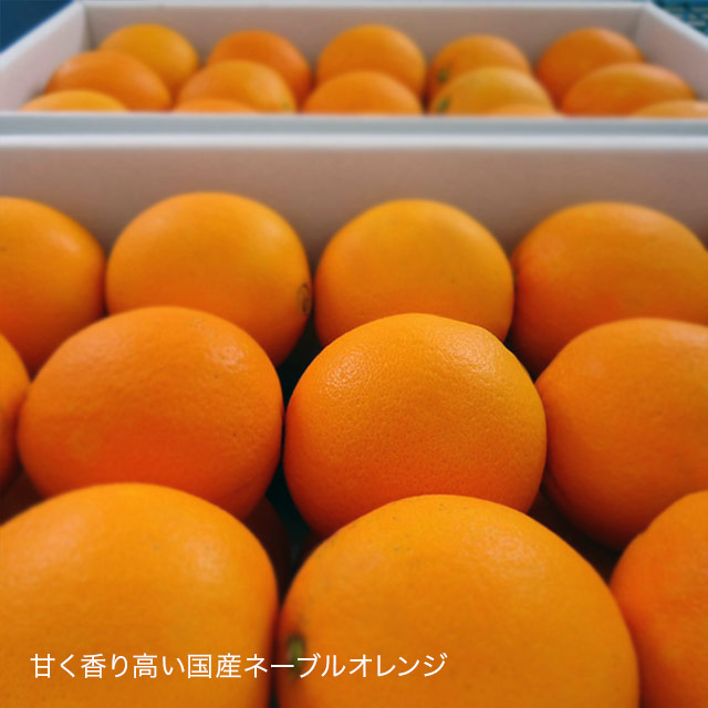瀬戸内 ネーブルオレンジ スライス オレンジスライス ジャム